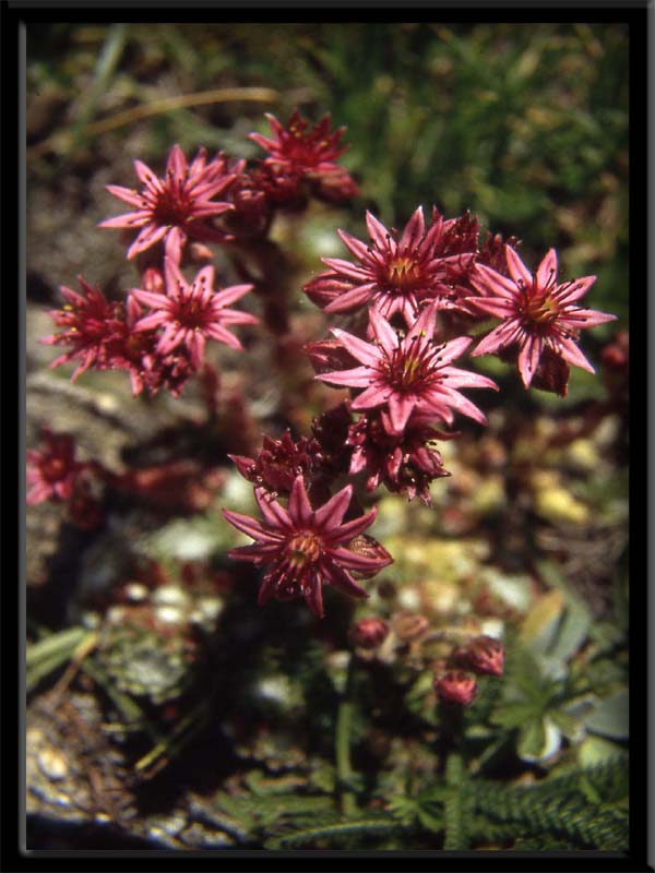 Campanula barbata, Sempervivum arachnoideum e altri